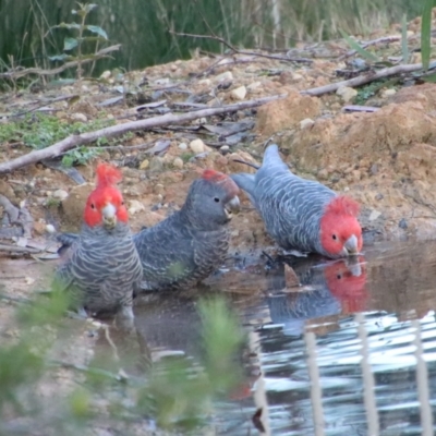 Callocephalon fimbriatum (Gang-gang Cockatoo) at Moruya, NSW - 6 Aug 2022 by LisaH