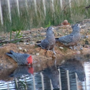 Callocephalon fimbriatum at Moruya, NSW - 6 Aug 2022