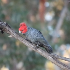 Callocephalon fimbriatum at Moruya, NSW - suppressed