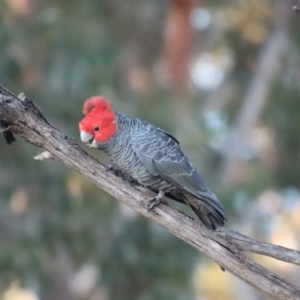 Callocephalon fimbriatum at Moruya, NSW - 6 Aug 2022