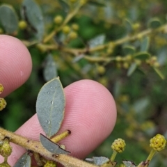 Acacia brachybotrya (Grey Mulga, Grey Wattle) at Murray Valley Regional Park - 6 Aug 2022 by Darcy