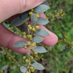 Acacia brachybotrya at Mulwala, NSW - 6 Aug 2022