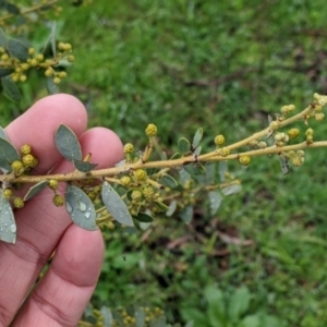 Acacia brachybotrya at Mulwala, NSW - 6 Aug 2022 09:57 AM