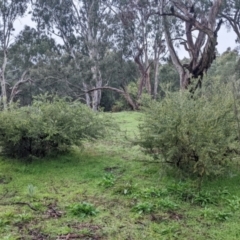 Acacia brachybotrya at Mulwala, NSW - 6 Aug 2022 09:57 AM