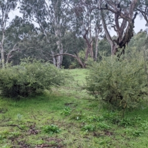 Acacia brachybotrya at Mulwala, NSW - 6 Aug 2022