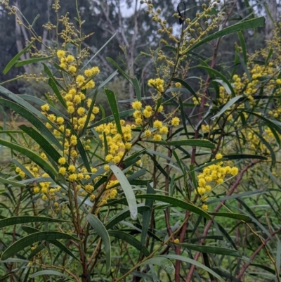 Acacia saligna (W.A. Golden Wattle) at Murray Valley Regional Park - 6 Aug 2022 by Darcy