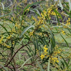 Acacia saligna at Mulwala, NSW - 6 Aug 2022