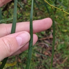 Acacia saligna at Mulwala, NSW - 6 Aug 2022 10:00 AM