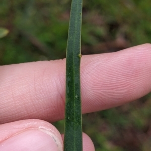 Acacia saligna at Mulwala, NSW - 6 Aug 2022