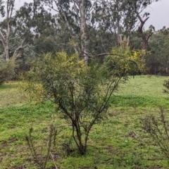 Acacia saligna at Mulwala, NSW - 6 Aug 2022 10:00 AM