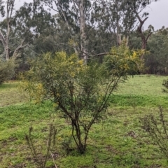 Acacia saligna at Mulwala, NSW - 6 Aug 2022