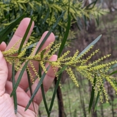 Acacia longifolia subsp. longifolia (Sydney Golden Wattle) at Murray Valley Regional Park - 6 Aug 2022 by Darcy