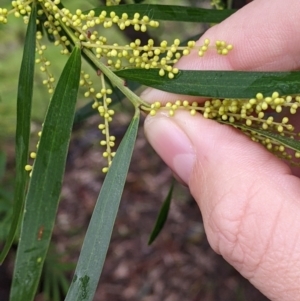 Acacia longifolia subsp. longifolia at Mulwala, NSW - 6 Aug 2022