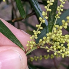 Acacia longifolia subsp. longifolia at Mulwala, NSW - 6 Aug 2022 10:02 AM