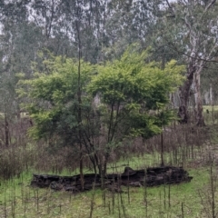Acacia longifolia subsp. longifolia at Mulwala, NSW - 6 Aug 2022 10:02 AM