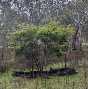 Acacia longifolia subsp. longifolia at Mulwala, NSW - 6 Aug 2022