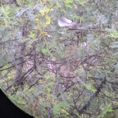 Rhipidura albiscapa (Grey Fantail) at Murray Valley Regional Park - 6 Aug 2022 by Darcy