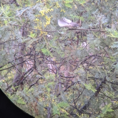 Rhipidura albiscapa (Grey Fantail) at Murray Valley Regional Park - 6 Aug 2022 by Darcy