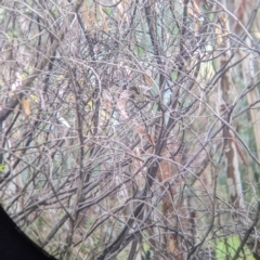 Rhipidura albiscapa at Mulwala, NSW - 6 Aug 2022 10:05 AM