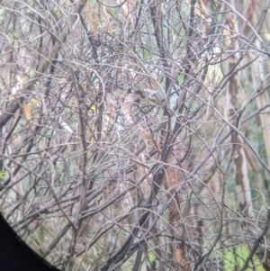 Rhipidura albiscapa at Mulwala, NSW - 6 Aug 2022