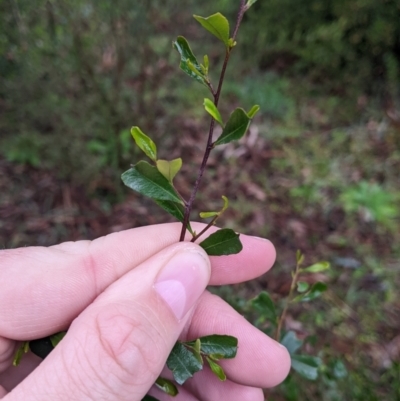 Dodonaea viscosa subsp. cuneata (Wedge-leaved Hop Bush) at Murray Valley Regional Park - 6 Aug 2022 by Darcy
