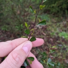 Dodonaea viscosa subsp. cuneata at Mulwala, NSW - 6 Aug 2022 10:18 AM