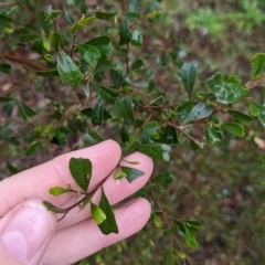 Dodonaea viscosa subsp. cuneata at Mulwala, NSW - 6 Aug 2022