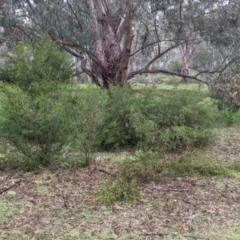 Dodonaea viscosa subsp. cuneata at Mulwala, NSW - 6 Aug 2022 10:18 AM