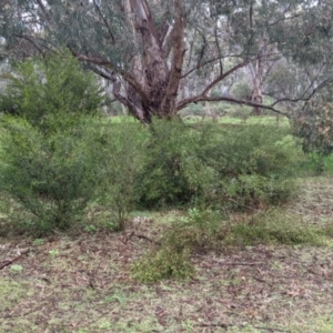 Dodonaea viscosa subsp. cuneata at Mulwala, NSW - 6 Aug 2022