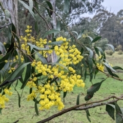 Acacia pycnantha (Golden Wattle) at Murray Valley Regional Park - 6 Aug 2022 by Darcy