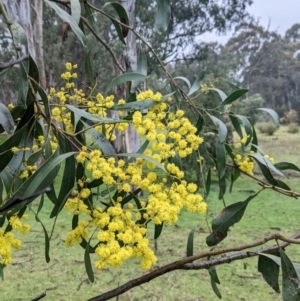 Acacia pycnantha at Mulwala, NSW - 6 Aug 2022 10:19 AM