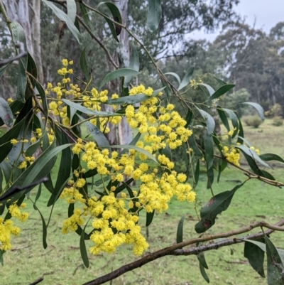 Acacia pycnantha (Golden Wattle) at Mulwala, NSW - 6 Aug 2022 by Darcy