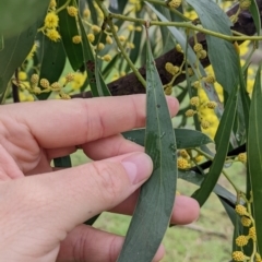 Acacia pycnantha at Mulwala, NSW - 6 Aug 2022 10:19 AM