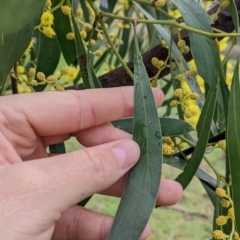 Acacia pycnantha at Mulwala, NSW - 6 Aug 2022