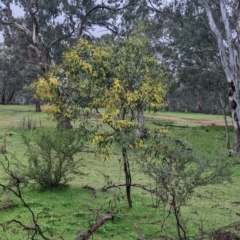 Acacia pycnantha at Mulwala, NSW - 6 Aug 2022 10:19 AM