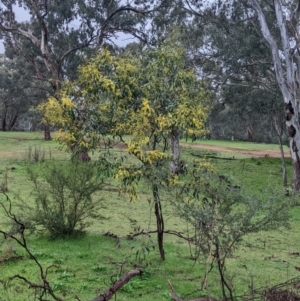 Acacia pycnantha at Mulwala, NSW - 6 Aug 2022 10:19 AM