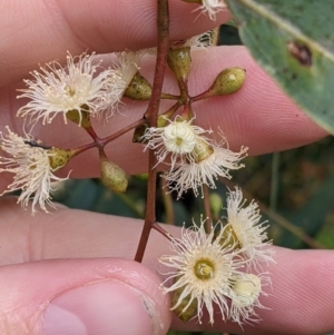 Eucalyptus melliodora at Mulwala, NSW - 6 Aug 2022 10:22 AM