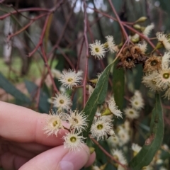 Eucalyptus melliodora at Mulwala, NSW - 6 Aug 2022