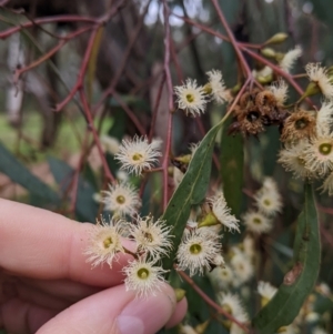 Eucalyptus melliodora at Mulwala, NSW - 6 Aug 2022