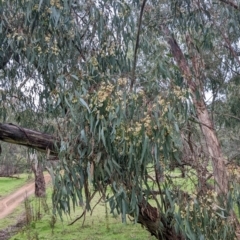 Eucalyptus melliodora at Mulwala, NSW - 6 Aug 2022