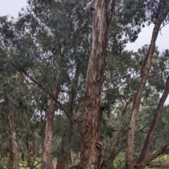 Eucalyptus melliodora at Mulwala, NSW - 6 Aug 2022