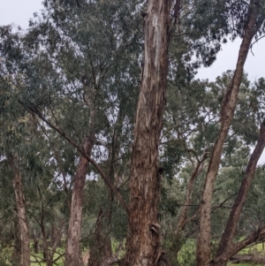 Eucalyptus melliodora at Mulwala, NSW - 6 Aug 2022