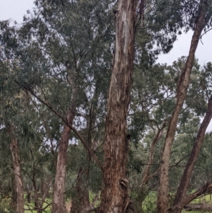 Eucalyptus melliodora at Mulwala, NSW - 6 Aug 2022 10:22 AM