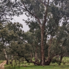 Eucalyptus melliodora at Mulwala, NSW - 6 Aug 2022