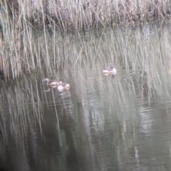 Tachybaptus novaehollandiae (Australasian Grebe) at Murray Valley Regional Park - 6 Aug 2022 by Darcy