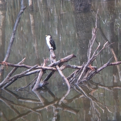 Microcarbo melanoleucos (Little Pied Cormorant) at Murray Valley Regional Park - 6 Aug 2022 by Darcy