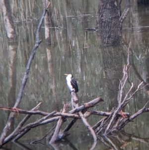 Microcarbo melanoleucos at Mulwala, NSW - 6 Aug 2022 10:30 AM