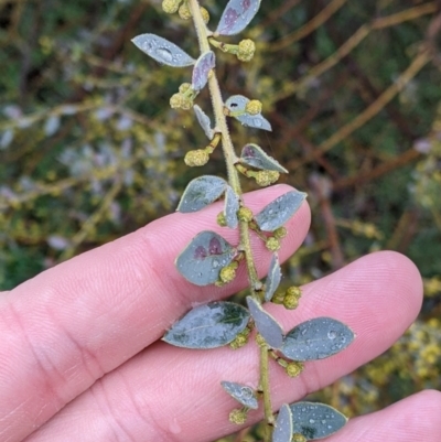 Acacia brachybotrya (Grey Mulga, Grey Wattle) at Murray Valley Regional Park - 6 Aug 2022 by Darcy
