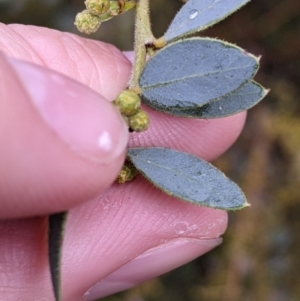 Acacia brachybotrya at Mulwala, NSW - 6 Aug 2022 10:47 AM