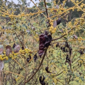 Acacia brachybotrya at Mulwala, NSW - 6 Aug 2022